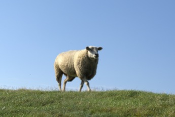 Mouton sur la digue